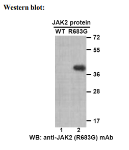 Anti JAK2 (R683G) Mouse Monoclonal Antibody, 100 ul (26314)