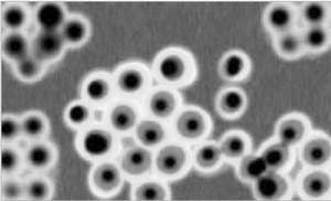 Rev-CEM-Luc HIV Infection Reporter Cell Line