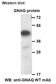 Anti GNAQ Mouse Monoclonal Antibody, 100 ul (26356)