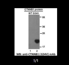 Anti CTNNB1(S45P) Mouse Monoclonal Antibody, 100 ul (26037)