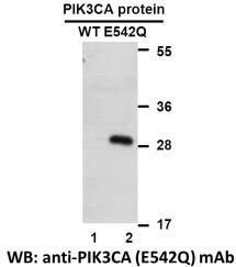 Anti PIK3CA(E542Q) Mouse Monoclonal Antibody, 100 ul (26210)