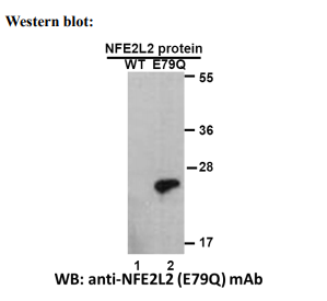 Anti NFE2L2(E79Q) Mouse Monoclonal Antibody, 100 ul (26336)