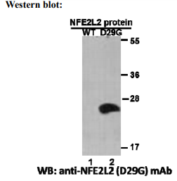 Anti NFE2L2(D29G) Mouse Monoclonal Antibody, 100 ul (26331)