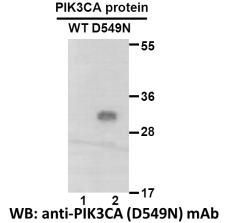 Anti PIK3CA(D549N) Mouse Monoclonal Antibody, 100 ul (26215)