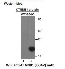 Anti CTNNB1(G34V) Mouse Monoclonal Antibody, 100 ul (26299)