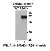 Anti SMAD4(R361H) Mouse Monoclonal Antibody, 100 ul (26422)