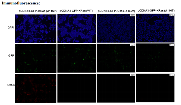 Anti RAS(A146P) Mouse Monoclonal Antibody, 100 ul (26478)