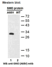 Anti SMO(A68V) Mouse Monoclonal Antibody, 100 ul (26425)