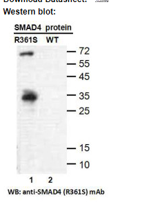 Anti SMAD4(R361S) Mouse Monoclonal Antibody, 100 ul (26423)