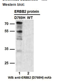 Anti ERBB2(D769H) Mouse Monoclonal Antibody, 100 ul (26381)