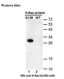 Anti RAS(G13R) Mouse Monoclonal Antibody, 100 ul (26474)