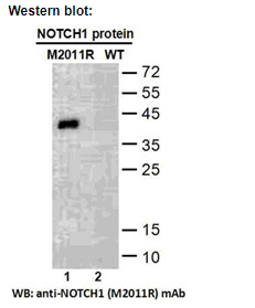 Anti NOTCH1(M2011R) Mouse Monoclonal Antibody, 100 ul (26444)