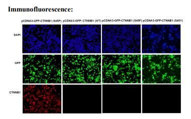 Anti CTNNB1(S45P) Mouse Monoclonal Antibody, 100 ul (26307)