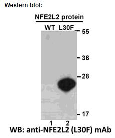 Anti NFE2L2(L30F) Mouse Monoclonal Antibody, 100 ul (26332)