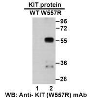 Anti KIT(W557R) Mouse Monoclonal Antibody, 100 ul (26275)