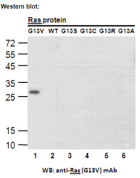 Anti RAS(G13V) Mouse Monoclonal Antibody, 100 ul (26477)