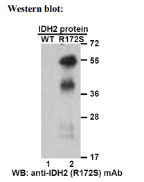 Anti IDH2(R172S) Mouse Monoclonal Antibody, 100 ul (26408)