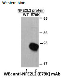 Anti NFE2L2(E79K) Mouse Monoclonal Antibody, 100 ul (26337)