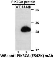 Anti PIK3CA(E542K) Mouse Monoclonal Antibody, 100 ul (26234)