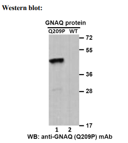 Anti GNAQ(Q209P) Mouse Monoclonal Antibody, 100 ul (26329)