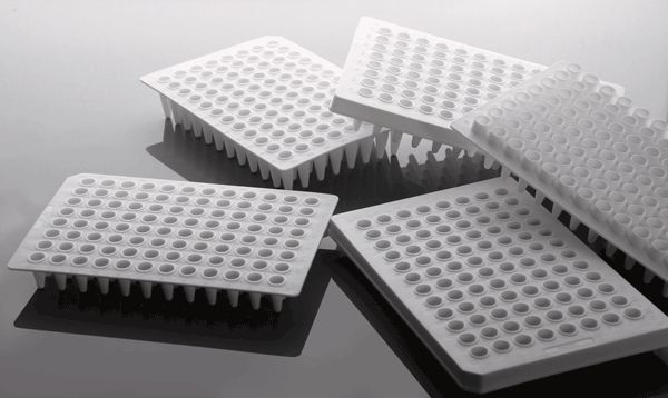 0.1ml 96 Well PCR Plate, No Skirt, White, H12 notch, 25/pk, (402111)