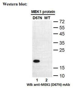 Anti IDH2(R172G) Mouse Monoclonal Antibody, 100 ul (26231)