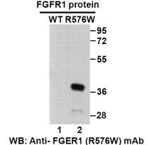 Anti FGFR1(R576W) Mouse Monoclonal Antibody, 100 ul (26257)