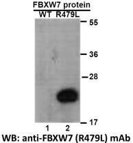 Anti FBXW7(R479L) Mouse Monoclonal Antibody, 100 ul (26347)