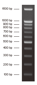 100bp DNA Ladder,11 bands pre-mixed with loading buffer: 100, 200, 300, 400, 500, 600, 700, 800, 900, 1,000 and 1,500bp , 5x250ul, MEIP90102