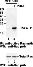 Anti-Active Rac-GTP Mouse Monoclonal Antibody, 30 µl (26903)