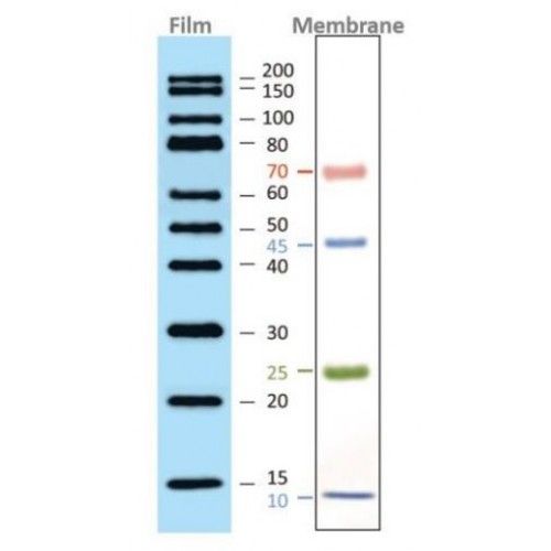 SuperRange Dual Blotting Protein Marker on Membrane or Film/Imager for ECL detection (15-200kDa), 2x250ul, MEIP80602