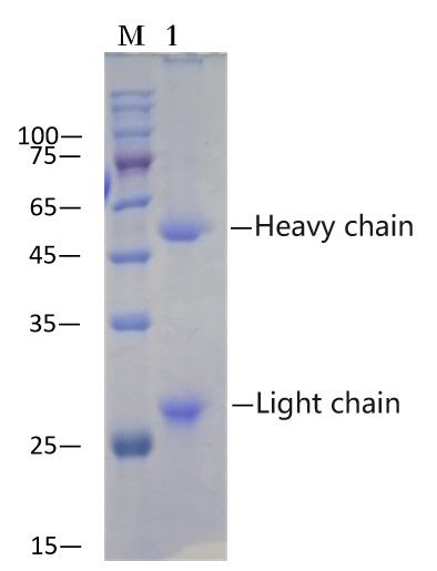 Mouse IgG Immuno-magnetic Beads Conjugate, 1ml, EA-IP-100M