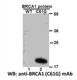 Anti BRCA1(C61G) Mouse Monoclonal Antibody, 100 ul (26319), NEBA10284
