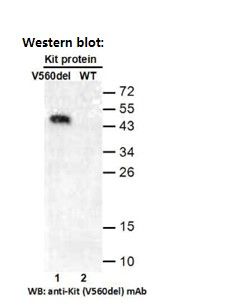 Anti KIT (V560DEL) Mouse Monoclonal Antibody, 100 ul (26289), NEBA10268 Anti KIT (V560DEL) Mouse Monoclonal Antibody, 100 ul (26289), NEBA10268