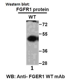 Anti FGFR1 Mouse Monoclonal Antibody, 100 ul (26294), NEBA10270 Anti FGFR1 Mouse Monoclonal Antibody, 100 ul (26294), NEBA10270
