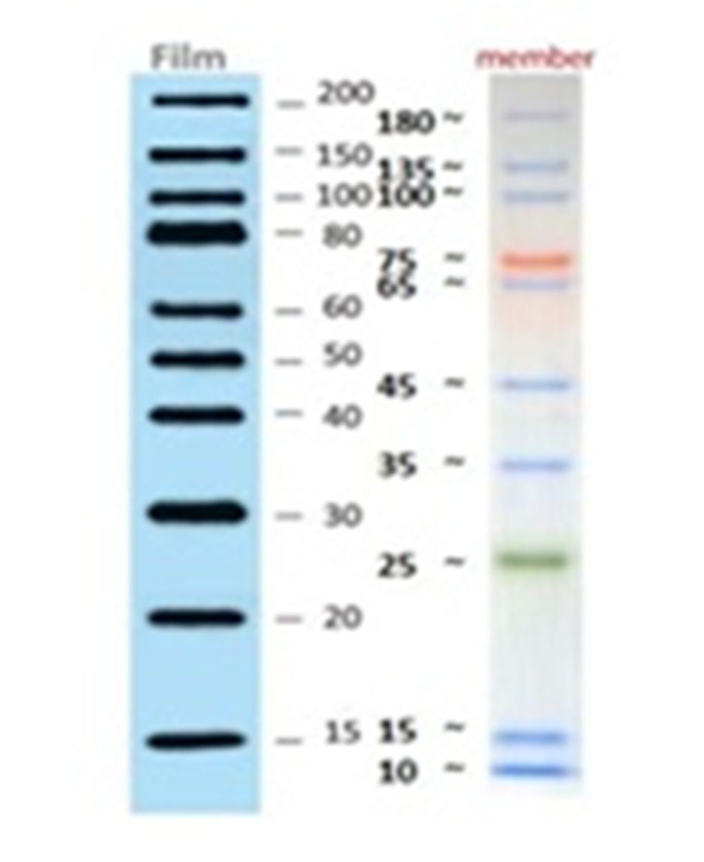 FullRange Combo Blotting Protein Ladder (Marker) on Membrane or Film/Imager for ECL detection, (Film/UV: 15-200kDa, Prestain: 10-180kDa), 2x250ul, MEIP80604 FullRange Combo Blotting Protein Ladder (Marker) on Membrane or Film/Imager for ECL detection, (Film/UV: 15-200kDa, Prestain: 10-180kDa), 2x250ul, MEIP80604