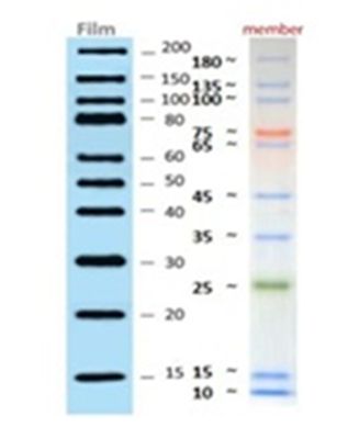 FullRange Combo Blotting Protein Ladder (Marker) on Membrane or Film/Imager for ECL detection, (Film/UV: 15-200kDa, Prestain: 10-180kDa), 2x250ul, MEIP80604 FullRange Combo Blotting Protein Ladder (Marker) on Membrane or Film/Imager for ECL detection, (Film/UV: 15-200kDa, Prestain: 10-180kDa), 2x250ul, MEIP80604
