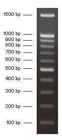 100bp DNA Ladder (Marker),11 bands pre-mixed with loading buffer: 100, 200, 300, 400, 500, 600, 700, 800, 900, 1,000 and 1,500bp, 250ul, MEIP90101