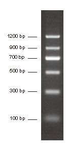 Low Range 100bp DNA Ladder (Marker) II, 6 bands pre-mixed with loading buffer: 100, 300, 500, 700, 900, 1,200, 5x250ul, MEIP90104
