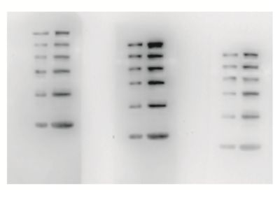 Max Sensitive ECL Western HRP Substrate, 100ml, MEIP80701