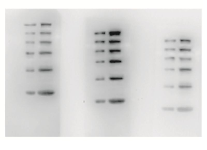 Max Sensitive ECL Western HRP Substrate, 100ml, MEIP80701