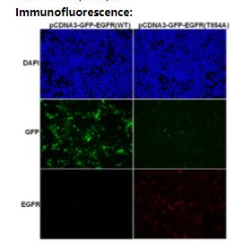Anti EGFR(T854A) Mouse Monoclonal Antibody, 100 ul (26481), NEBA10316
