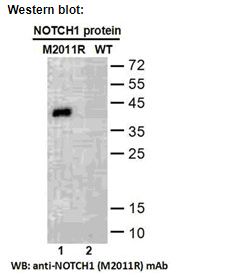 Anti NOTCH1(M2011R) Mouse Monoclonal Antibody, 100 ul (26444), NEBA10308