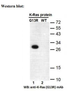Anti RAS(G13R) Mouse Monoclonal Antibody, 100 ul (26474), NEBA10312 Anti RAS(G13R) Mouse Monoclonal Antibody, 100 ul (26474), NEBA10312