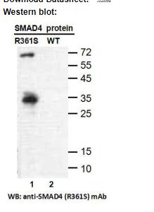 Anti SMAD4(R361S) Mouse Monoclonal Antibody, 100 ul (26423), NEBA10306