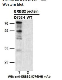 Anti ERBB2(D769H) Mouse Monoclonal Antibody, 100 ul (26381), NEBA10299