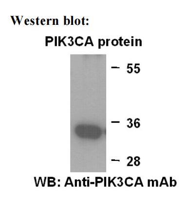 Anti-PIK3CA Mouse Monoclonal Antibody, 100 µl (26069), NEBA10139 Anti-PIK3CA Mouse Monoclonal Antibody, 100 µl (26069), NEBA10139