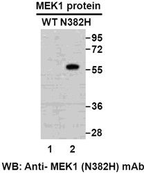 Anti-MEK1 (N382H) Mouse Monoclonal Antibody, 100 µl (26270), NEBA10204