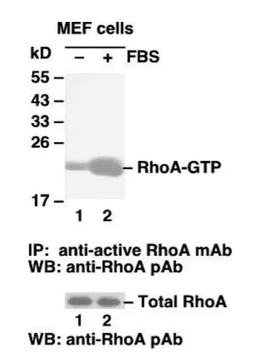 RhoA Activation Assay Kit, 30 Assays (80601) NEBB40012