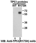 Anti-TP53 (R175H) Mouse Monoclonal Antibody, 100 µl (26072), NEBA10142
